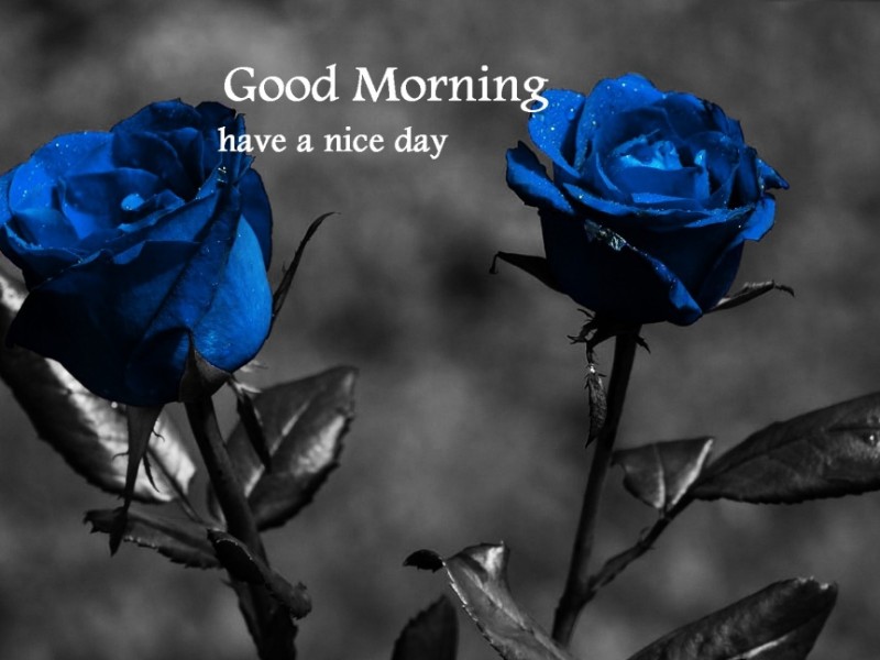 Good Morning – Beautiful Blue Roses