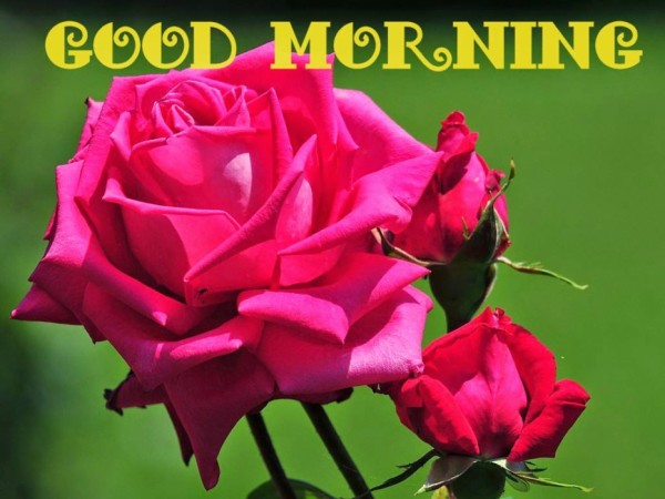 Beautiful Fresh Rose- Good Morning-wm13006