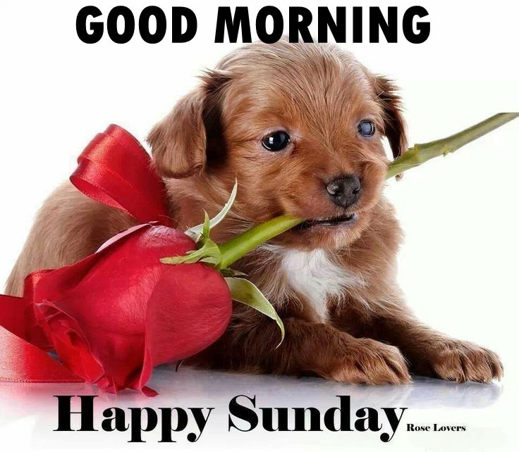 Good Morning Happy Sunday ! Good Morning Wishes & Images