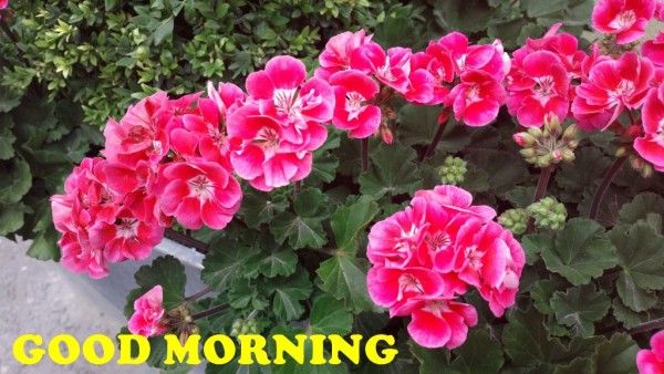 Good Morning Have A Beautiful Day-wm13033