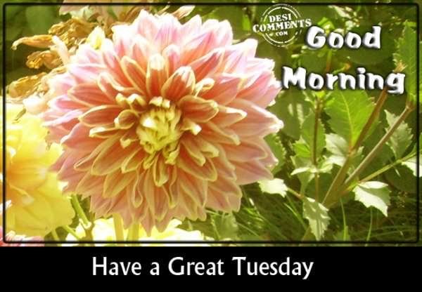 Good Morning Have A Great Tuesday To You-wm718