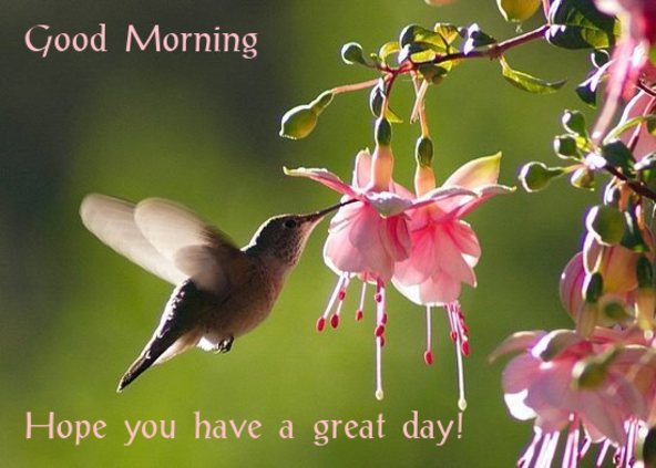 Good Morning Hope You Have A Great Day !-WG118