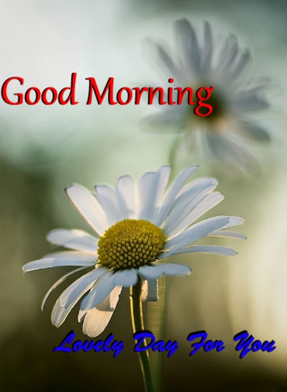 Good Morning Lovely Day For You-wm13047