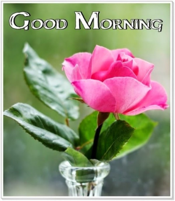 Good Morning – Pink Rose Photo