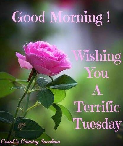 Good Morning Wishing You A Terrific Tuesday-wm726