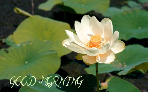 Good Morning With Amazing Lotus Flower-wm13063
