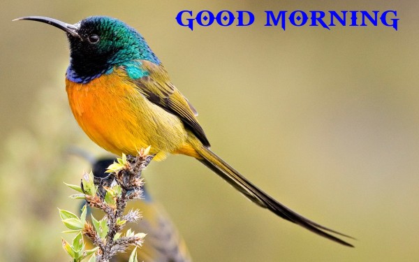 Good Morning With Beautiful Bird-WG136