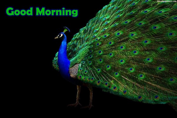 Good Morning With Beautiful Peacock-WG137