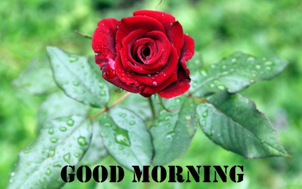 Good Morning With Beautiful Red Rose-wm13066