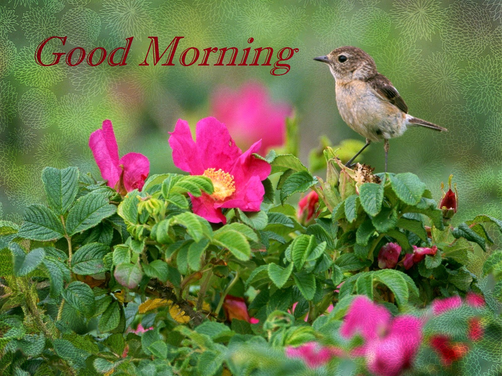 Good Morning With Bird