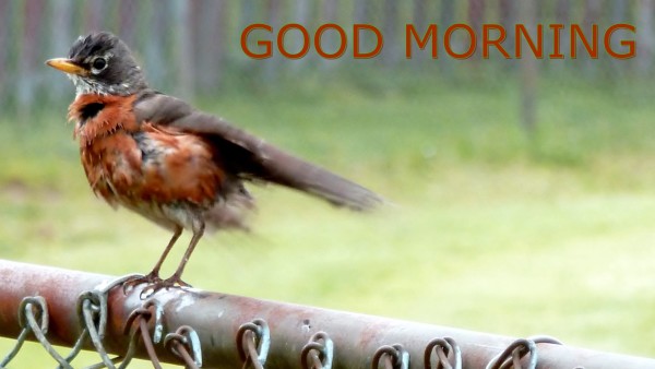 Good Morning With Bird !-WG139