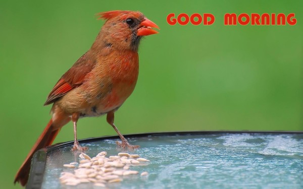 Good Morning With Bird-WG140