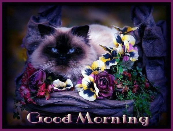 Good Morning With Cat-wm1125