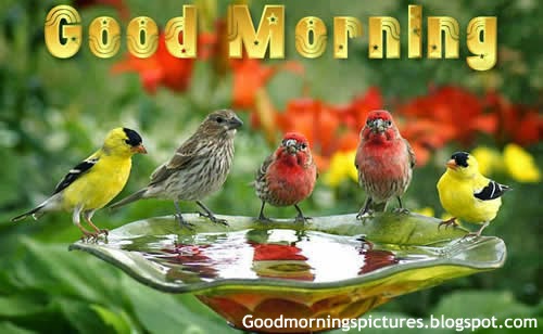 Good Morning With Colorful Birds!-WG143