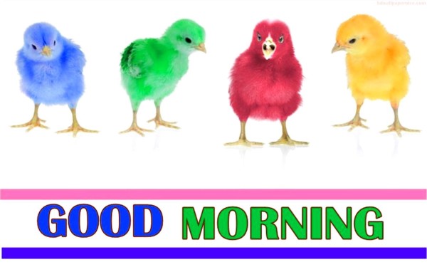 Good Morning With Colorful Chicks-WG145