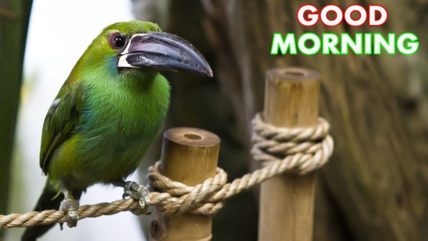 Good Morning With Colorful Toucan-WG146