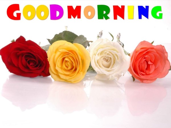 Good Morning With Colorfull Roses-wm13069
