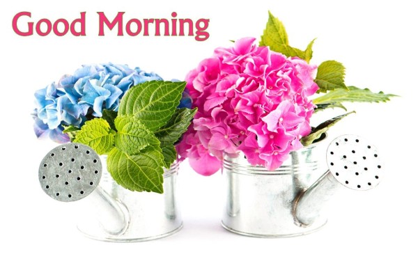 Good Morning With Hydrangea Flowers-wm13074