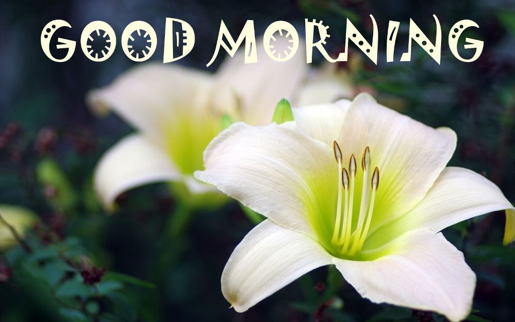 Good Morning With Lily Flower