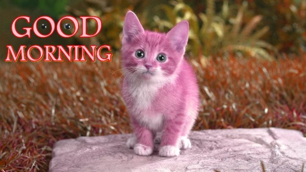 Good Morning With Little Pink Cat-wm1129