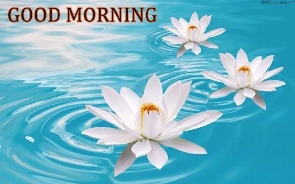 Good Morning With Lotus-wm13076