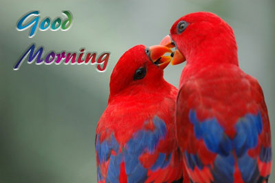 Good Morning With Love Birds-WG149