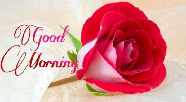 Good Morning With Lovely Rose-wm13080