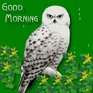 Good Morning With Owl-WG151