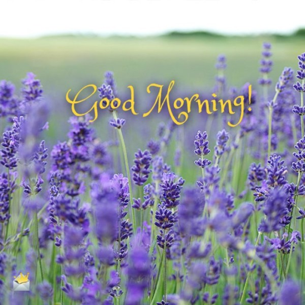 Good Morning With Purple Flowers !-wm13088