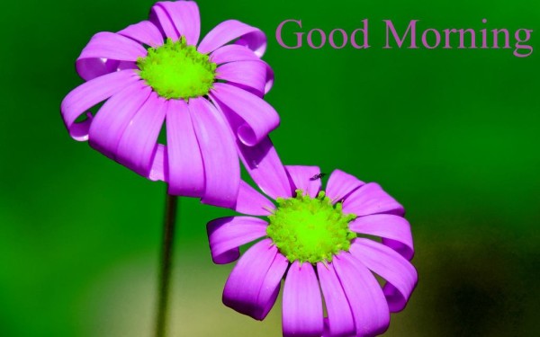 Good Morning With Purple Flowers-wm13089