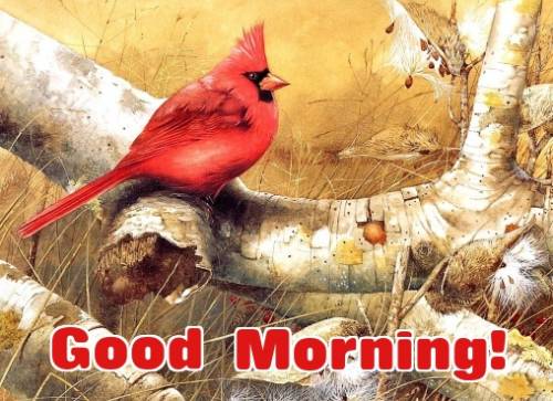 Good Morning With Red Bird-WG152