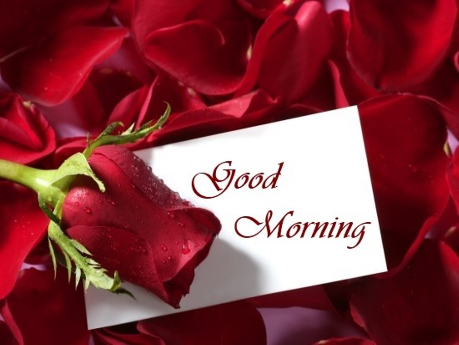 Good Morning With Red Rose