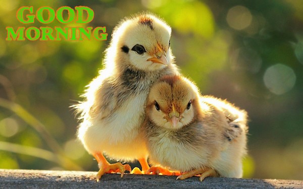Good Morning With Sweet Chicks-WG154