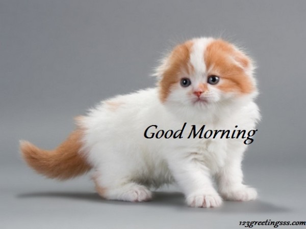 Good Morning With Sweet Kitty