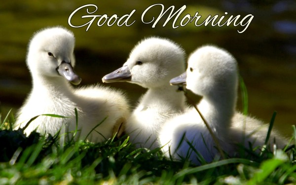 Good Morning With White Little Birds-WG156