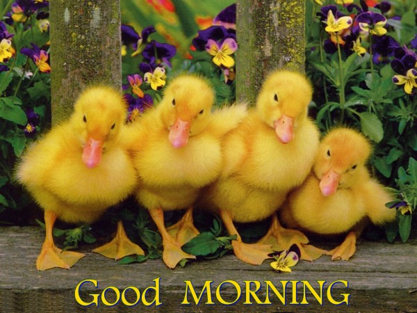 Good Morning With Yellow Chicks-WG158