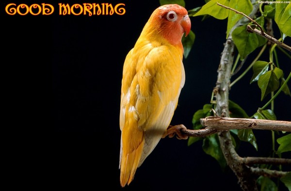 Good Morning With Yellow Parrot-WG159