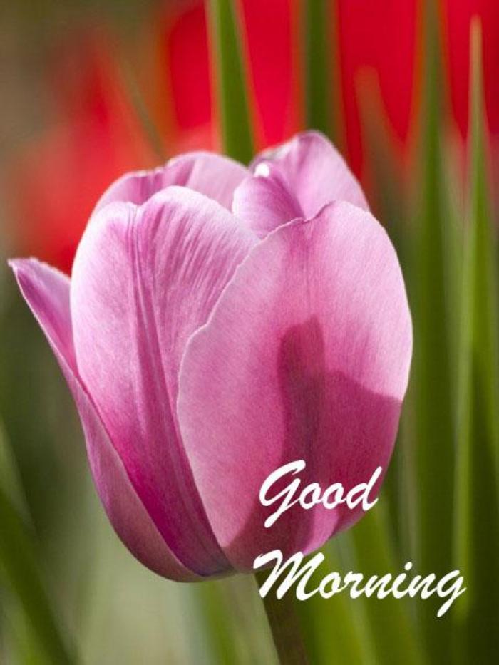 Have A Fresh Morning ! - Good Morning Wishes & Images