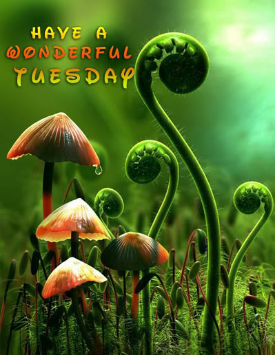 Have A Wonderful Tuesday-wm736