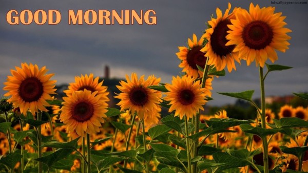 Mornig Wish With Sunflowers-wm13121