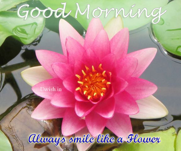 Always Smile Like A Flower-Good Morning-wb6501
