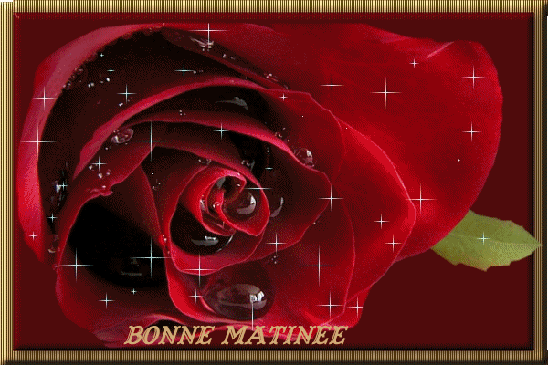 BONNE MATINÉE ROSES-wm22115