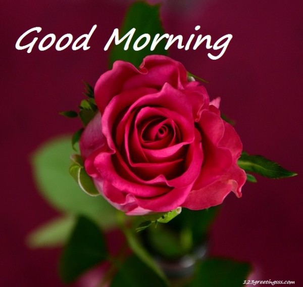 Beautiful Pink Rose-Good Morning-wg3605