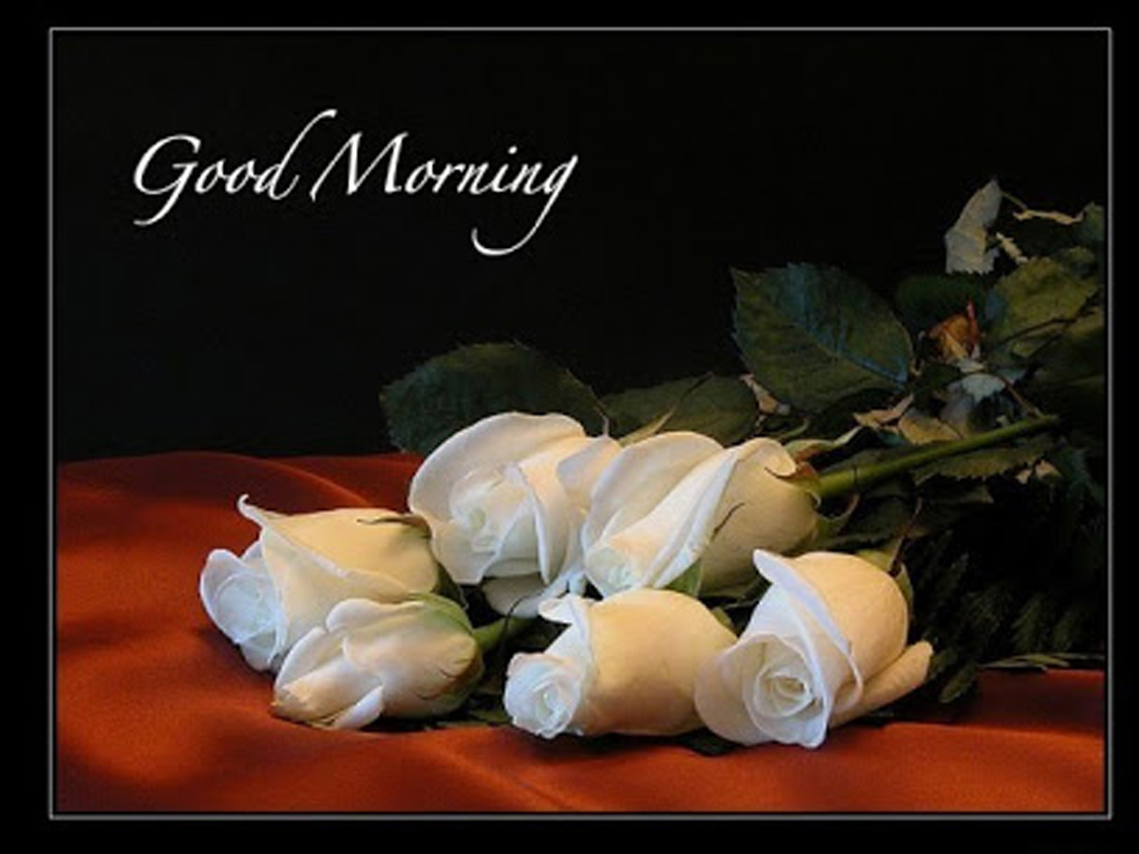 Beautiful White Roses Good Morning