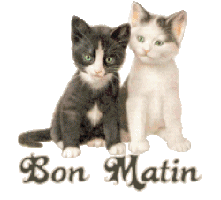 Bon Matin  Cat Image