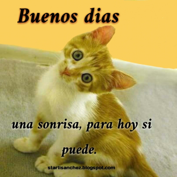 Buenos Dias With Cute Cat Image-wm02077