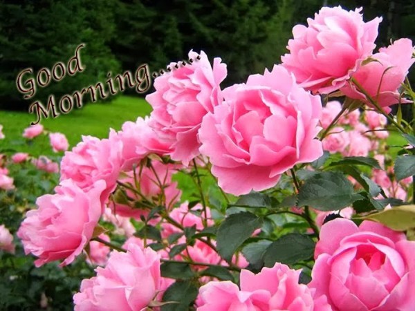 Good Morning - Beautiful Pink Roses Image-wg01014