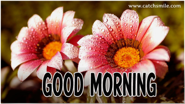 Good Morning - Beautiful Red Flowers-wg017021