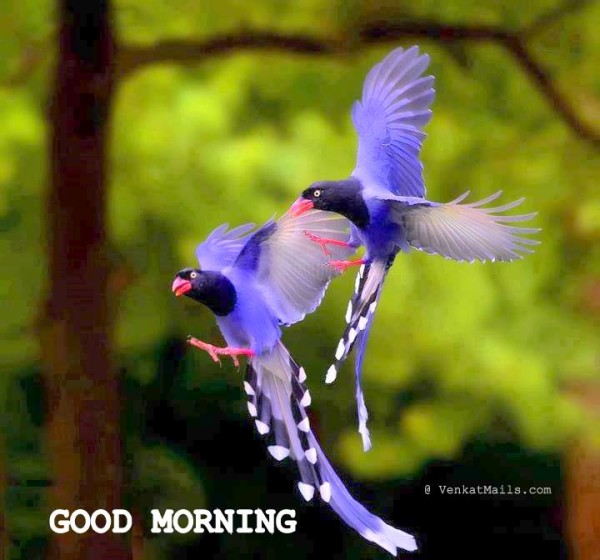 Good Morning Colorful Birds