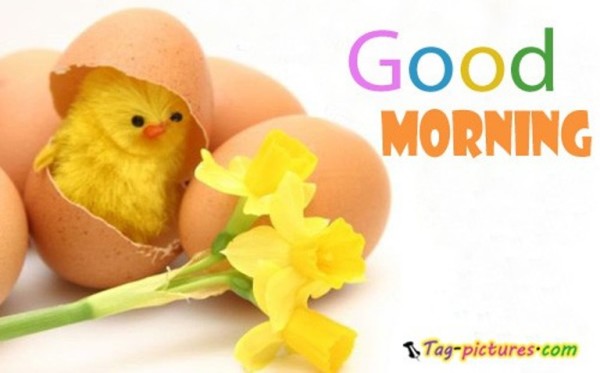 Good Morning - Cute Chicken-wg03407